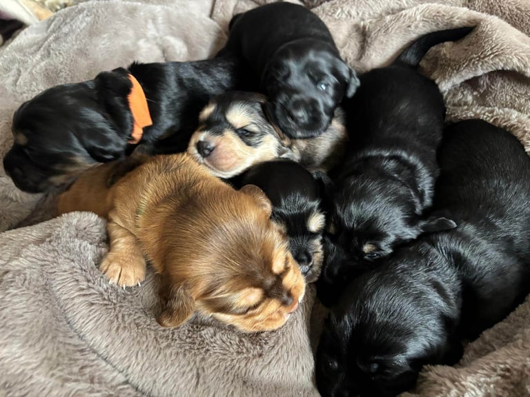 Mixed breed puppies 