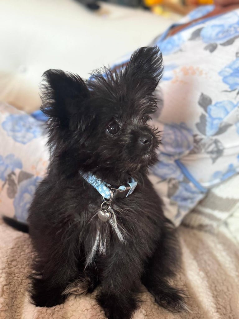 Pomshi boy