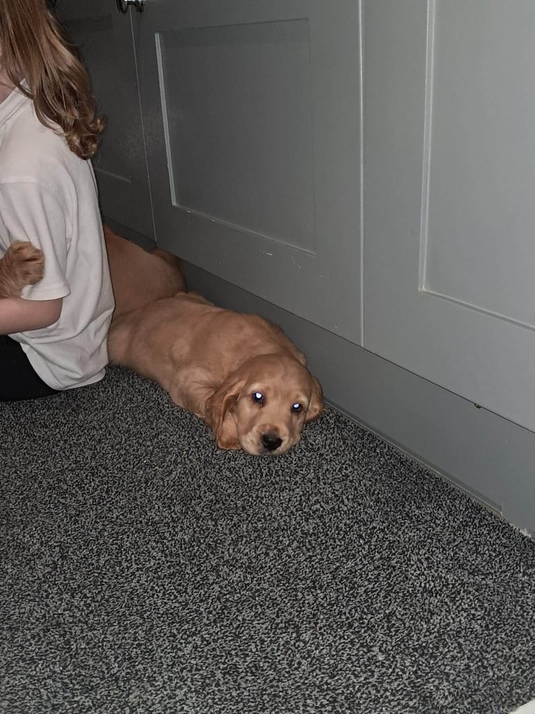 Cocker spaniel pups for sale