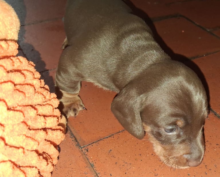 Min chocolate and tan smooth hair