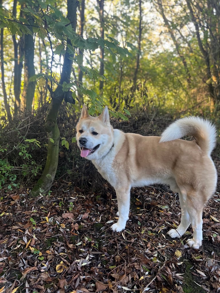 Male American Akita in desperate need for a new loving home.