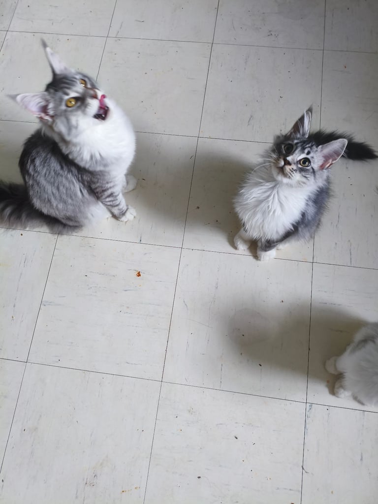 🐾 🏡 Indoor Maine Coon Kittens for Sale – Only Exceptional Homes Considered  🏡 🐾