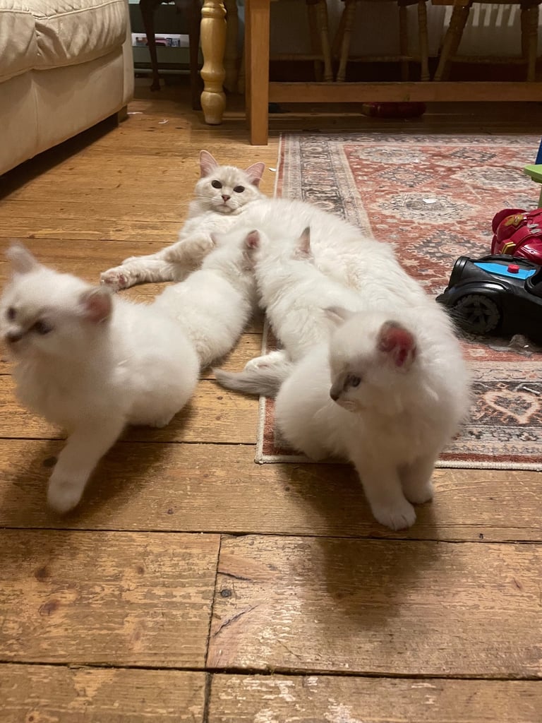 Ragdoll kittens for sale 4 boys left 