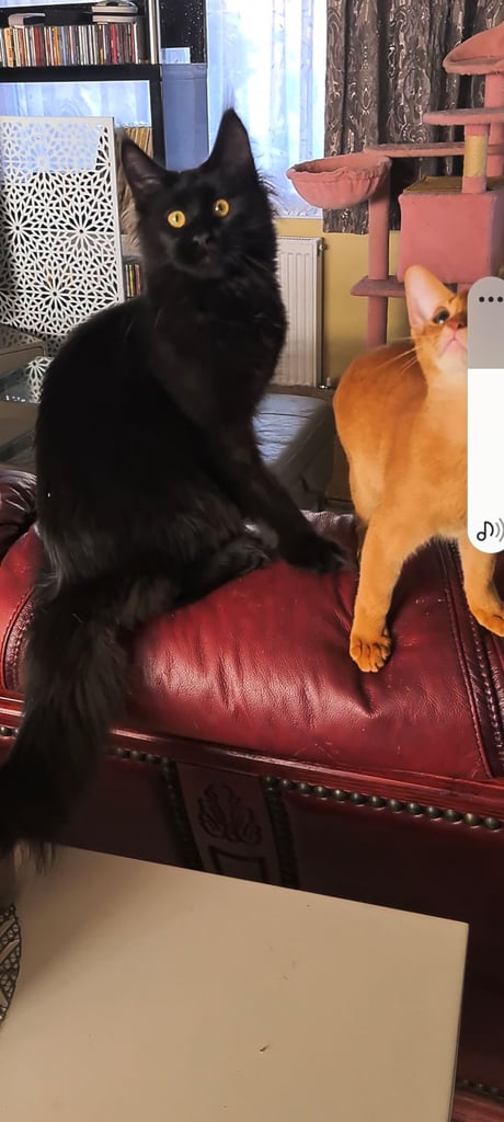 kittens sale in London