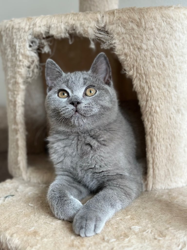 🐾 British Shorthair female kitten 🐾 