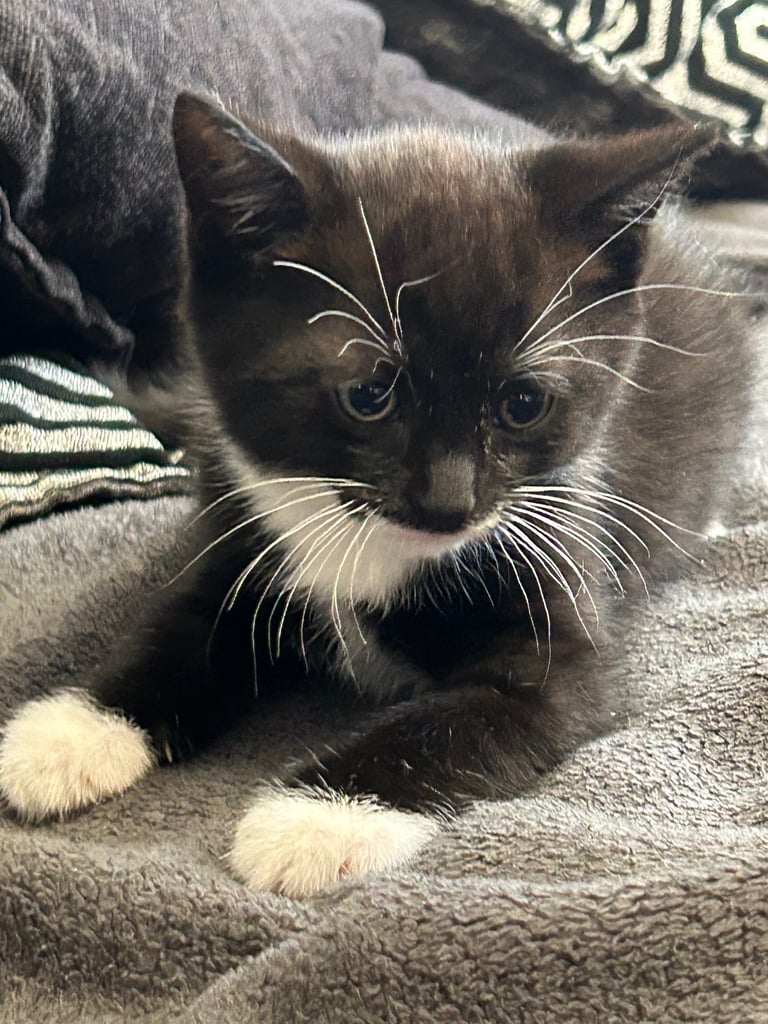  🐾 4 Beautiful Kittens for Sale – 8 Weeks Old 🐾