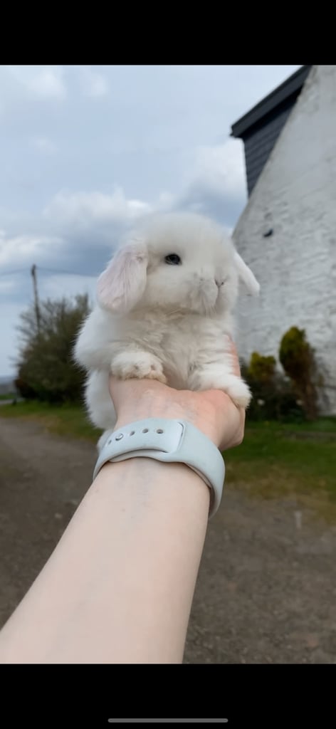 Pure mini lops ready to reserve 