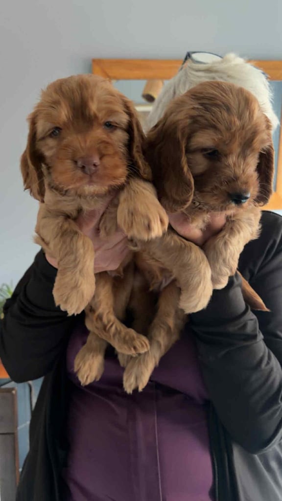 Cockapoo pups two boys left for new homes 