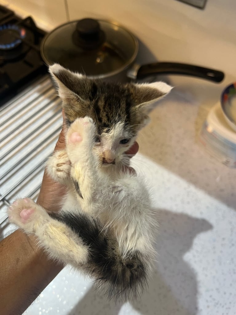 Two Kittens available for sale