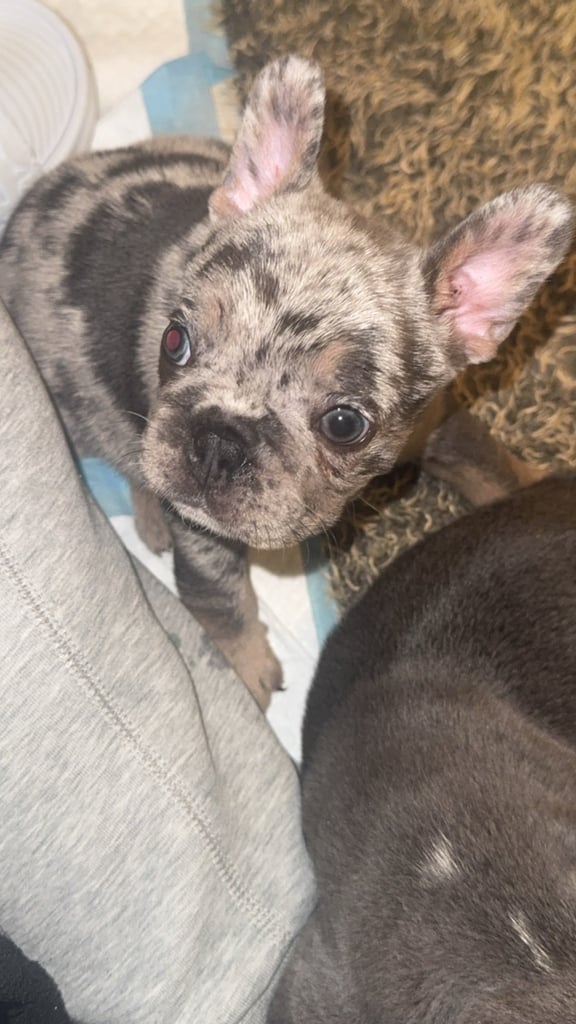 French Bulldog Puppies