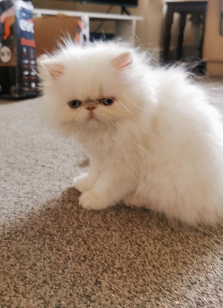 image for Pedigree Persian exotic longhair kitten 