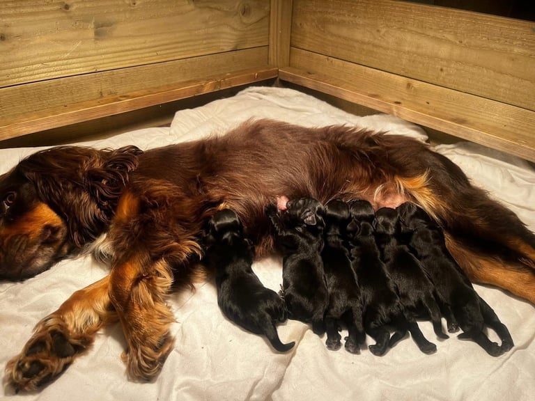 Cocker spaniel puppies 