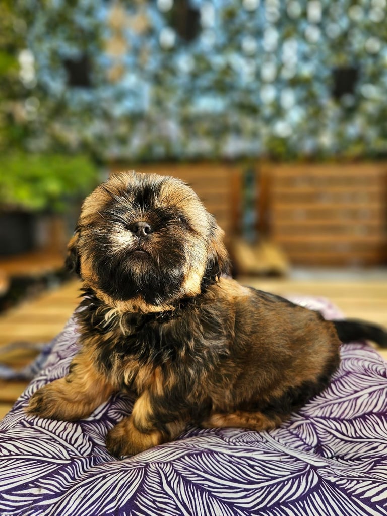 🐶 Shih Tzu Puppy READY NOW – Licensed Breeder (Licence No. DB/19/25)