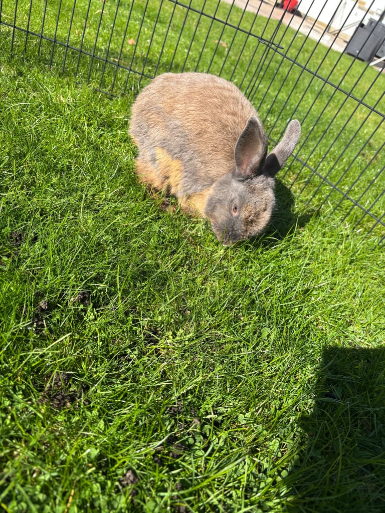 Female rabbit 