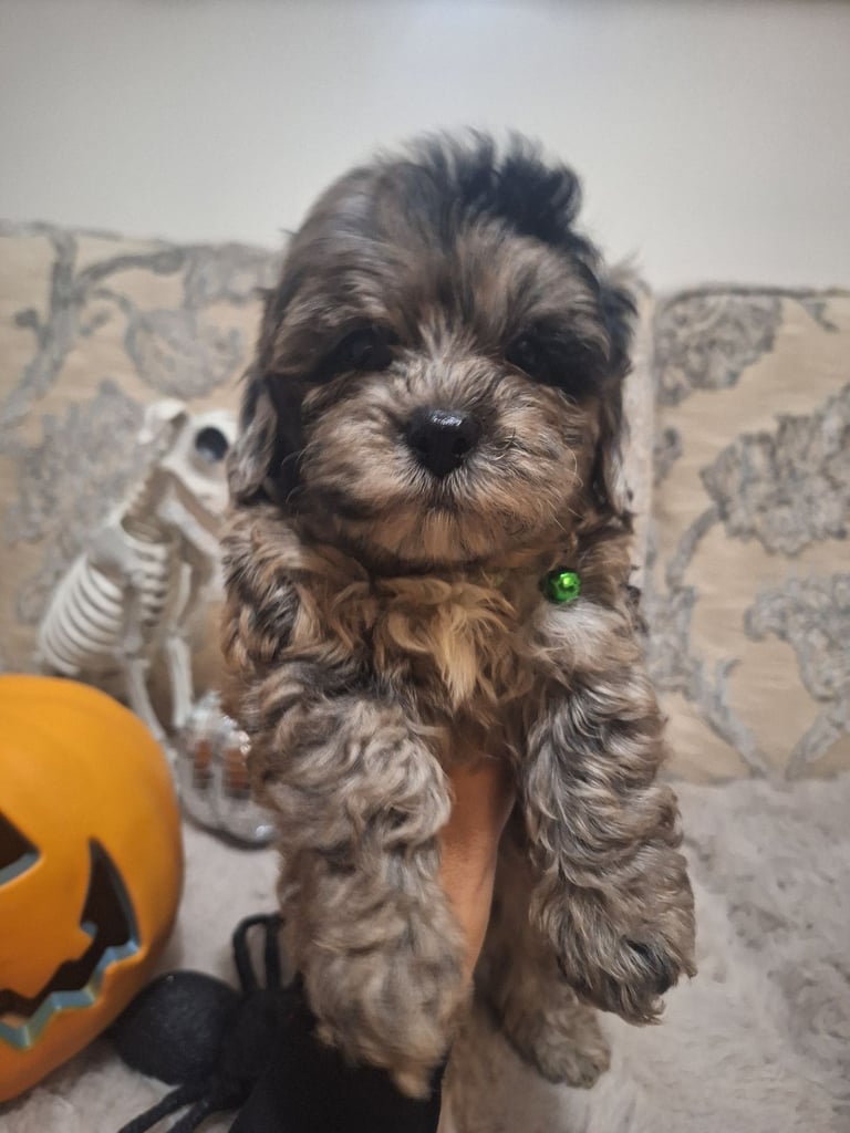 image for Shihpoo puppies 