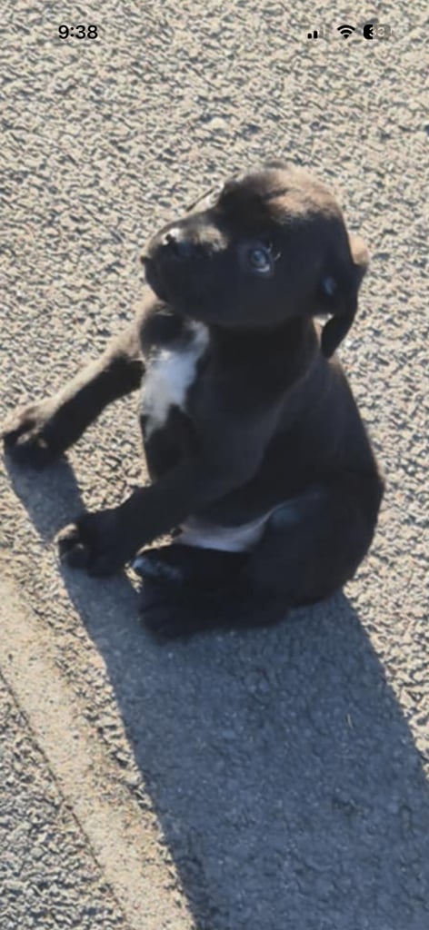 Stunning Cane Corse puppy for sale -  fully health checked & ready to leave. 