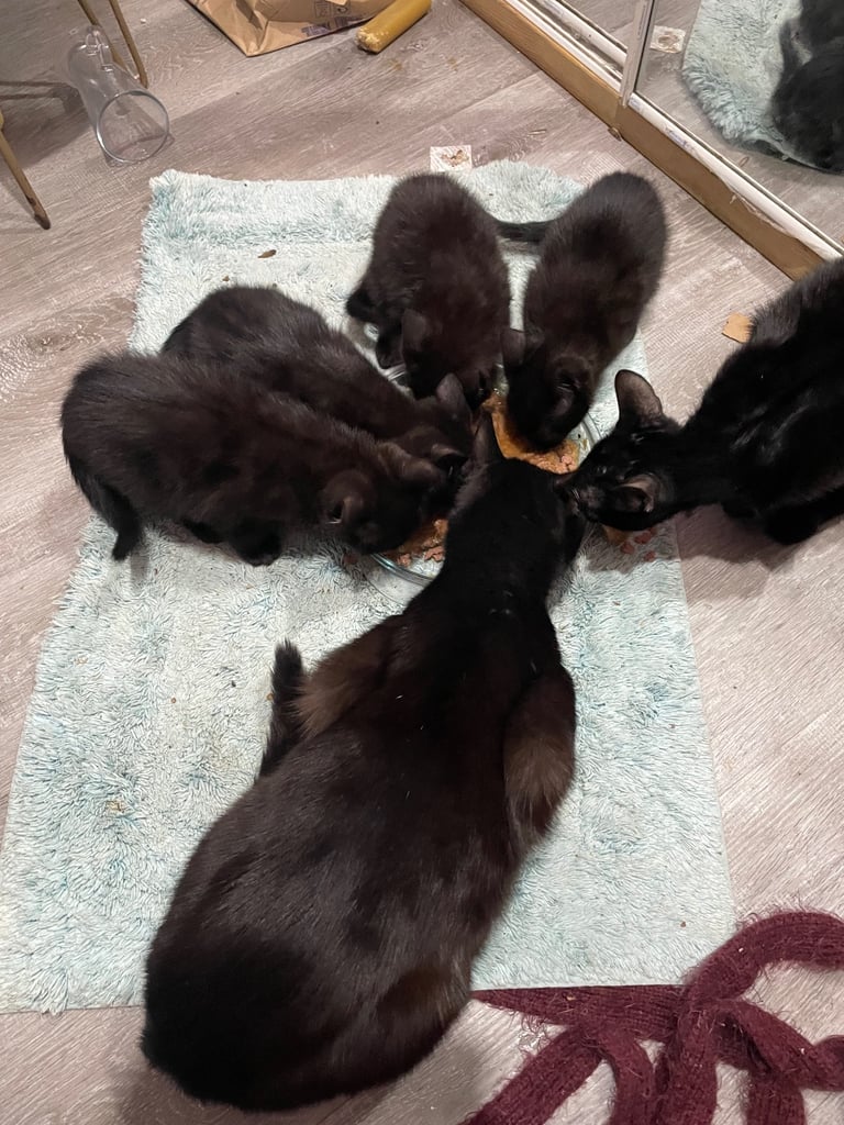 4 beautiful little black kittens looking for a new home