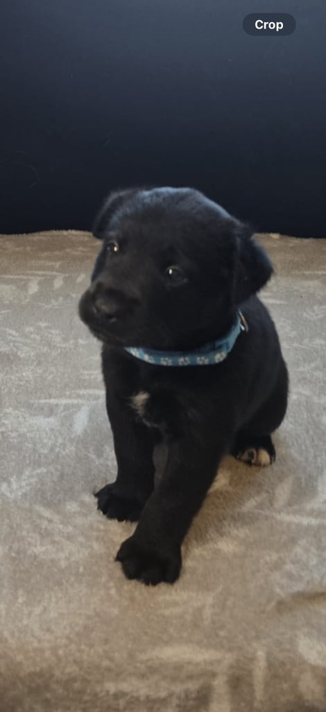 Goldador x Labrottie Miniature Puppies for Sale 