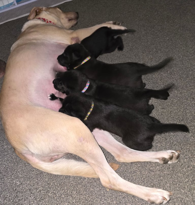 Labrador cross