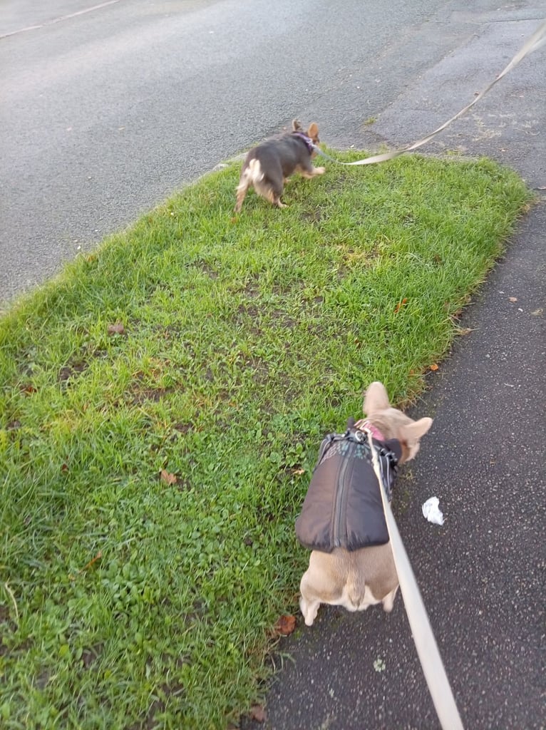 Pedigree Fluffy French Bulldog Girl