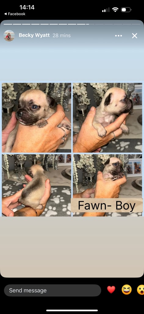K c Frenchie puppies 