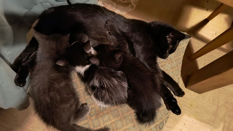 Catss kittens