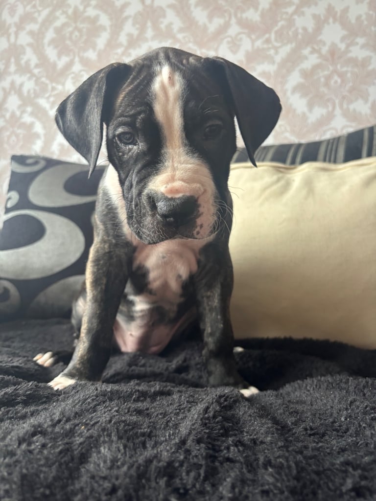 4 cane corso puppies