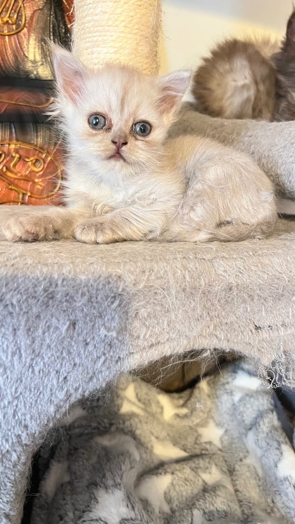 Ready to go Persian kittens 