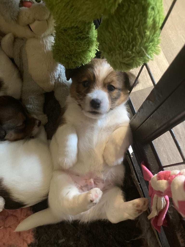 Outstanding Pedigree Jack Russell Puppies