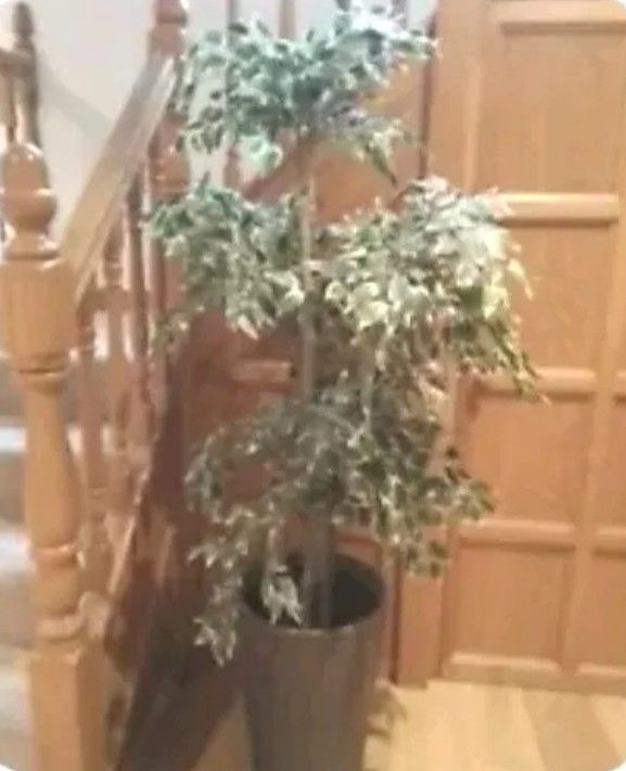 image for IKEA - Artificial plant WITH FREE PLANT POT