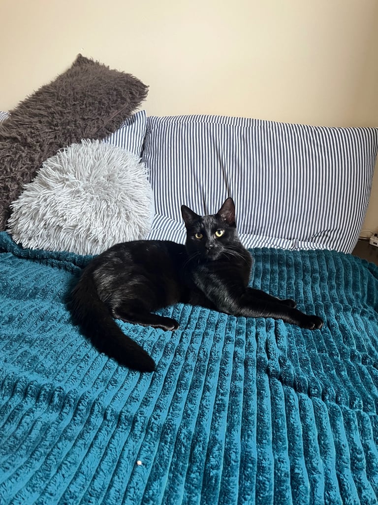 Male Kitten for Sale 9 months