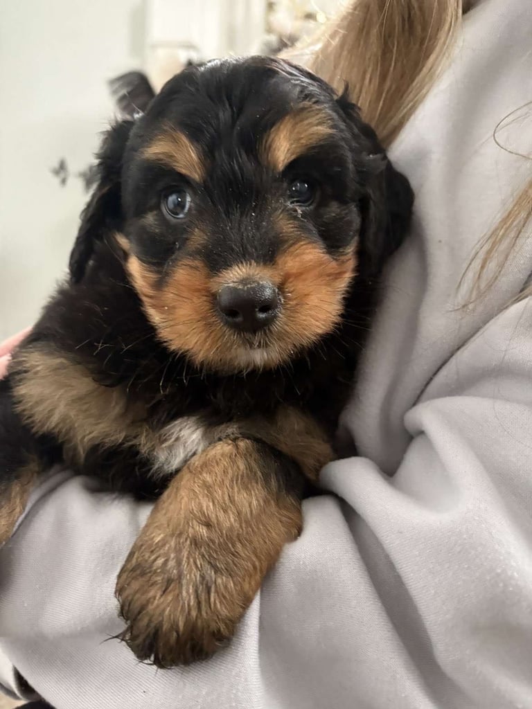 Bernedoodle pups