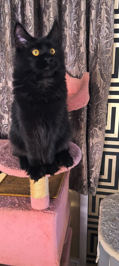 kittens sale in London