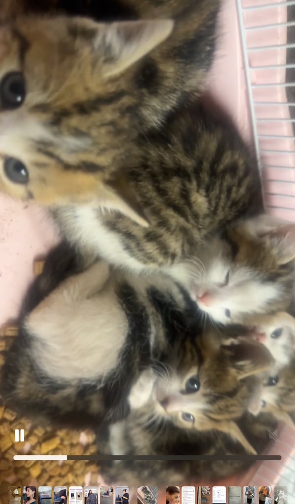 image for Kitten for sale