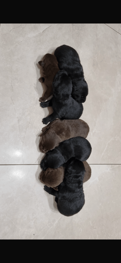 Chocolate Lab/Collie cross pups