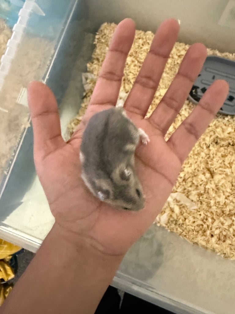 Grey with white belly Russian dwarf hamster 
