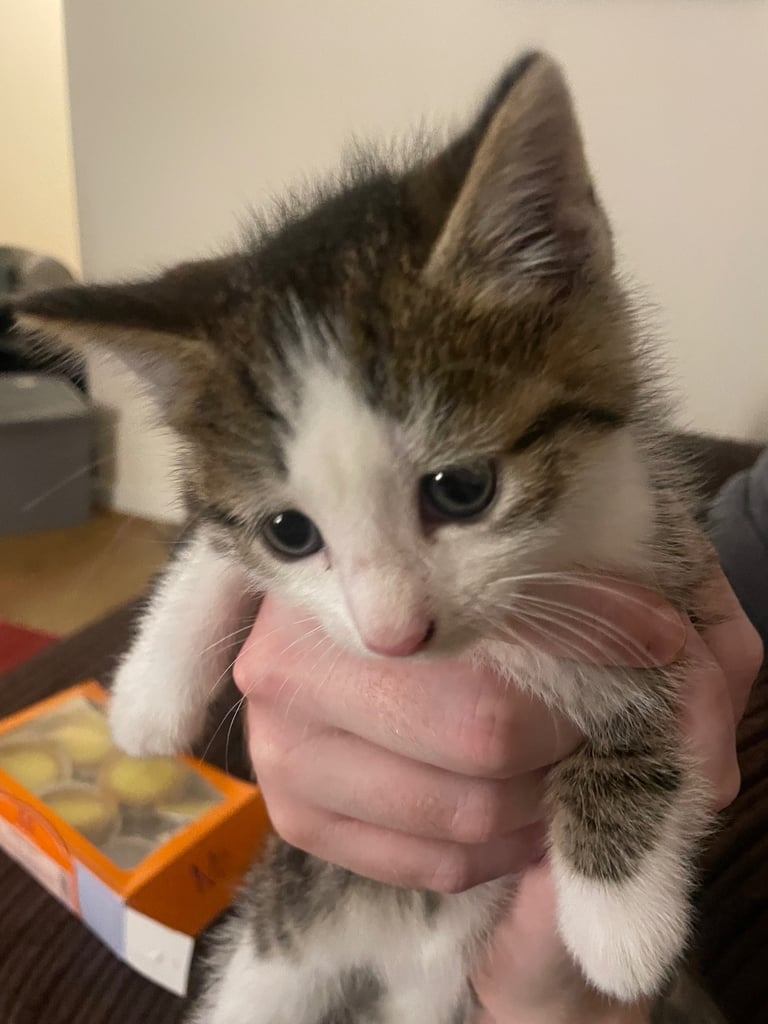 Cute tabby kittens, litter trained, male & female 