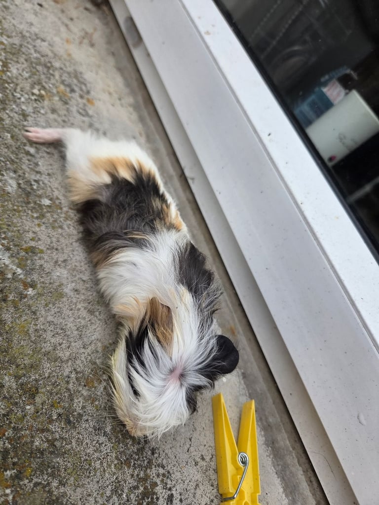 Guinea pig 
