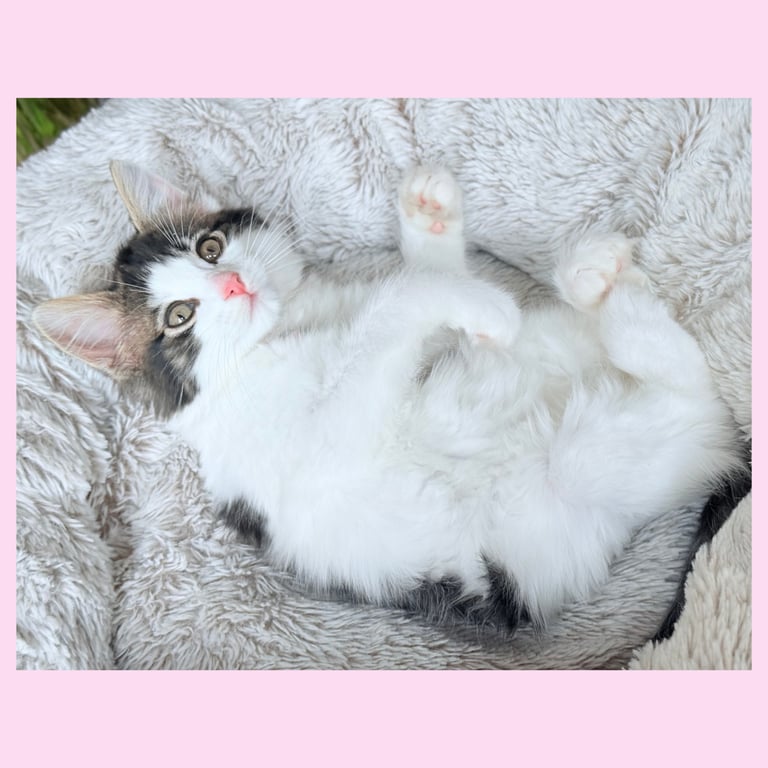 Stunning Ragamuffin X Main Coon Kittens