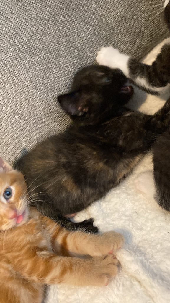 Kittens for sale 