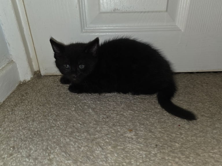 Kittens