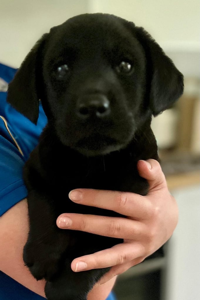 image for black labrador puppy