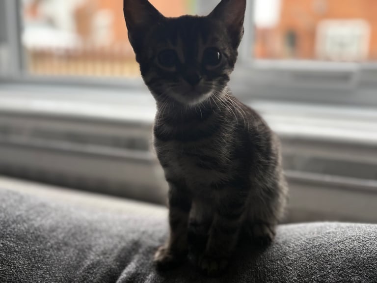 Russian Blue Bengals for Sale