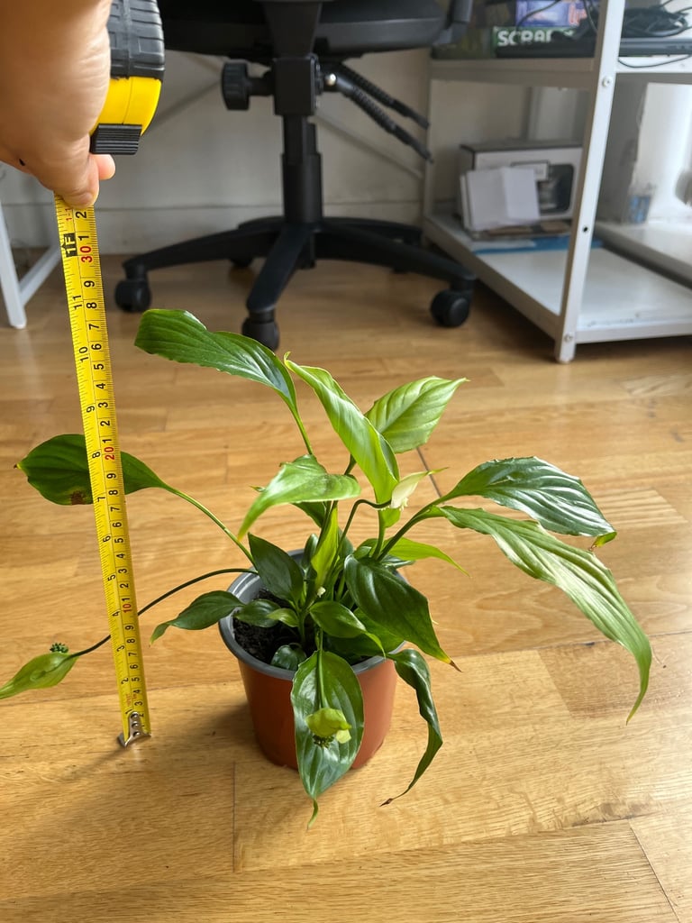 Fatsia Japonica - Japanese Aralia - Quality Houseplants