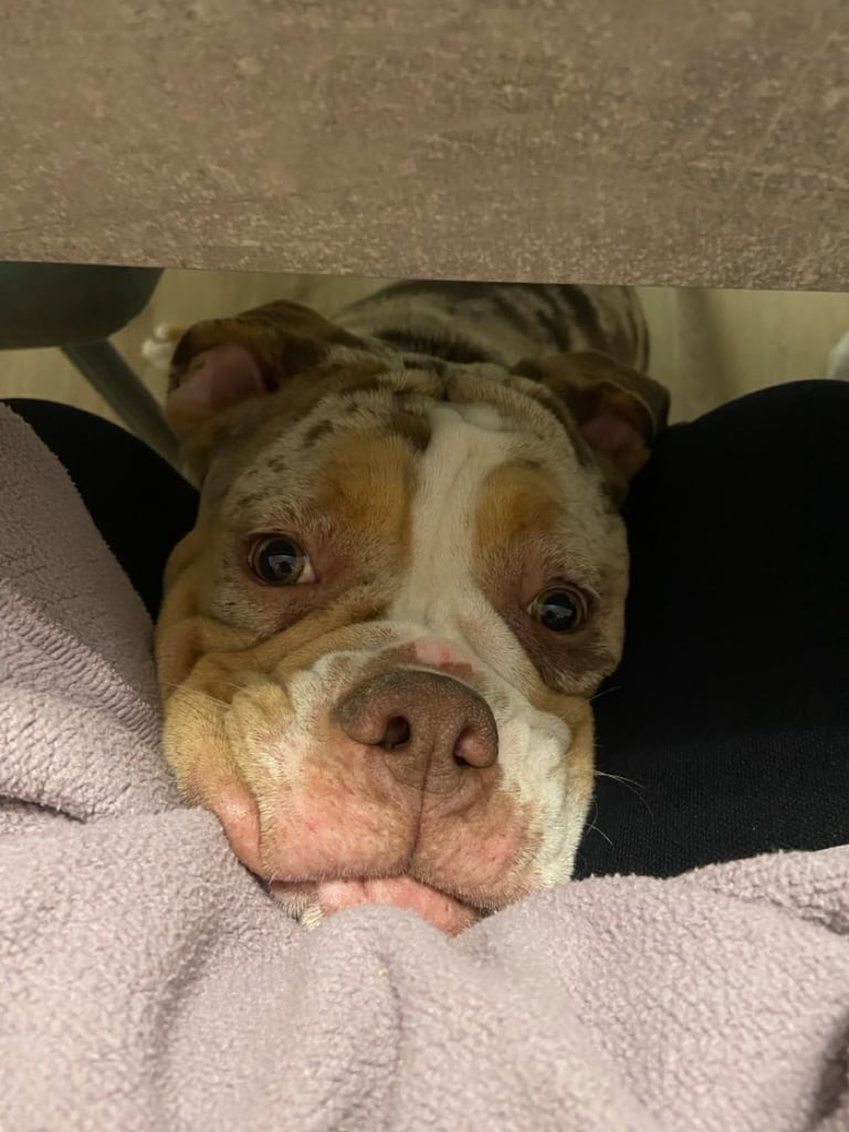 Olde english bulldogge