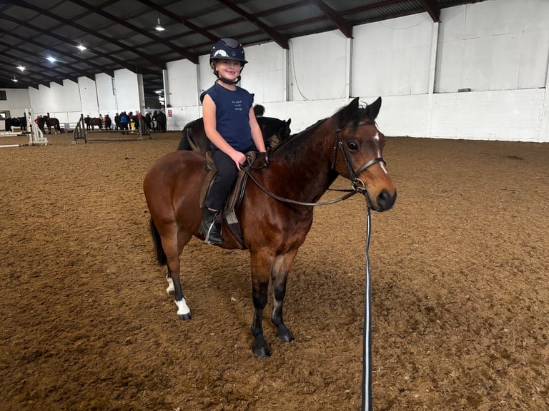 🌟 Lovely All-Rounder / Lead Rein / 1.5 Pony – 120cm Part-Bred Welsh Gelding 🌟 