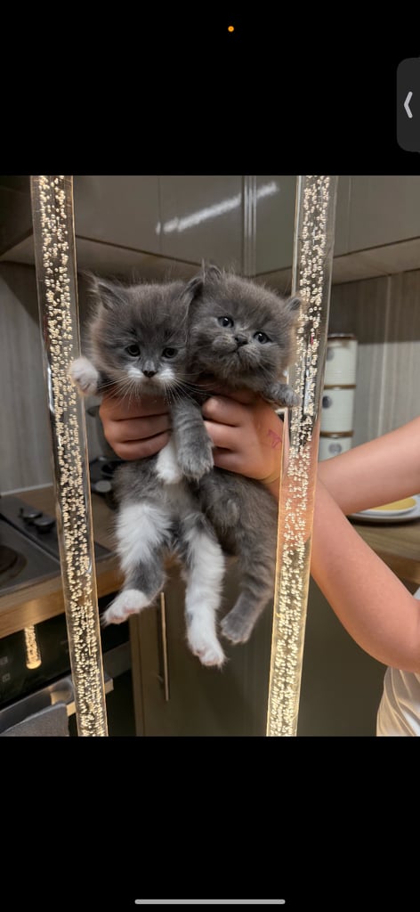 British long hair kittens 