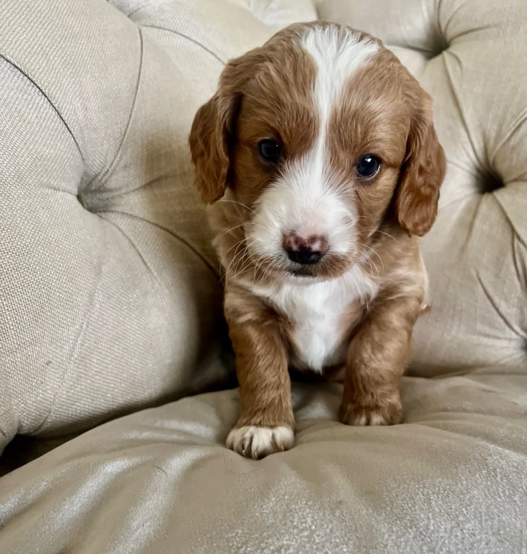 Beautiful Cavapoochon Puppies