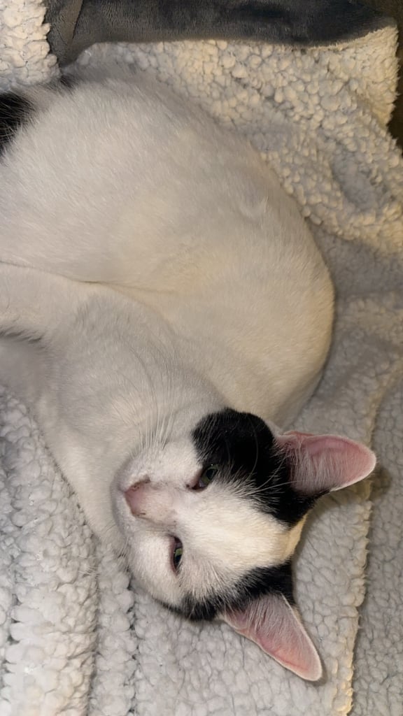 Sweet girl for sale URGENT 