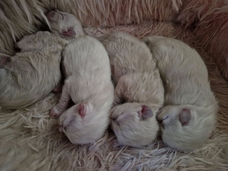 Ragdoll kittens 